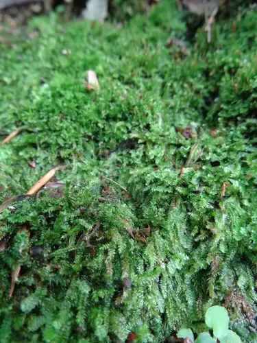 Plagiothecium moss