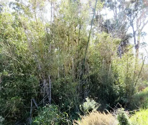 Bambú gigante