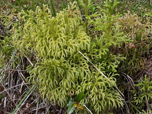 ミズスギ (Palhinhaea cernua) - PictureThis