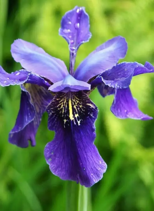 Iris noir