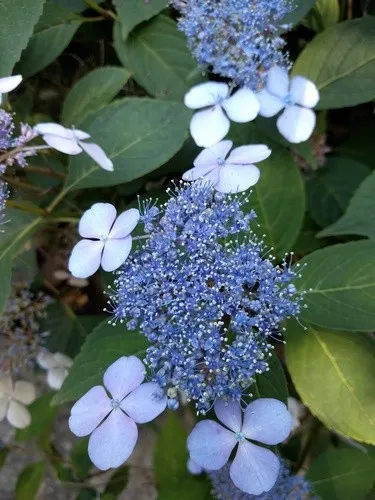 Hortensias Naturales ENEM 2019) A Hydrangea Macrophylla U00e9 Uma Planta Com Flor Azul Ou Cor Planta Natural Exterior