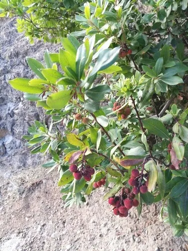 Is Strawberry tree Poisonous
