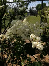 ハシドイ（丁香花）の判定方法 (Syringa reticulata)