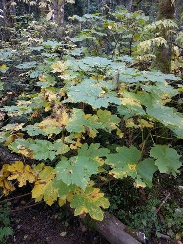 Is Devil's Club Poisonous