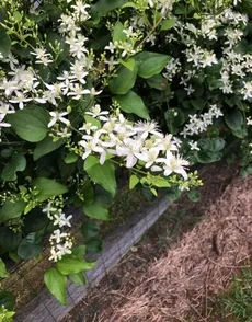成長中！センニンソウ仙人草挿し木苗根付き苗原種のクレマチス