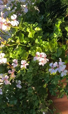glanzmispel abstand zaun Glanzmispel als Spalierbaum bestellen?