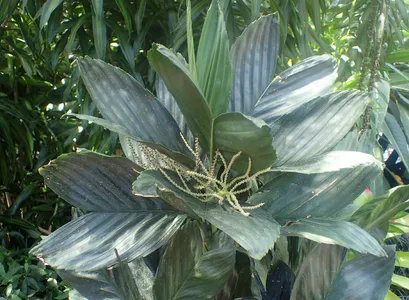 philodendron giganteum blizzard Philodendron Giganteum Blizzard Variegated Large  INDONESIAPLANTS