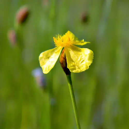 Bog yellow-eyed grass