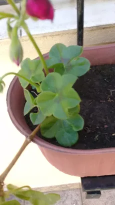 Wie man Efeu-pelargonie anbaut und pflegt