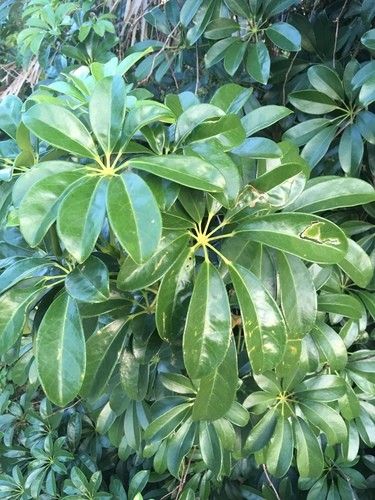 Is Dwarf umbrella tree Poisonous