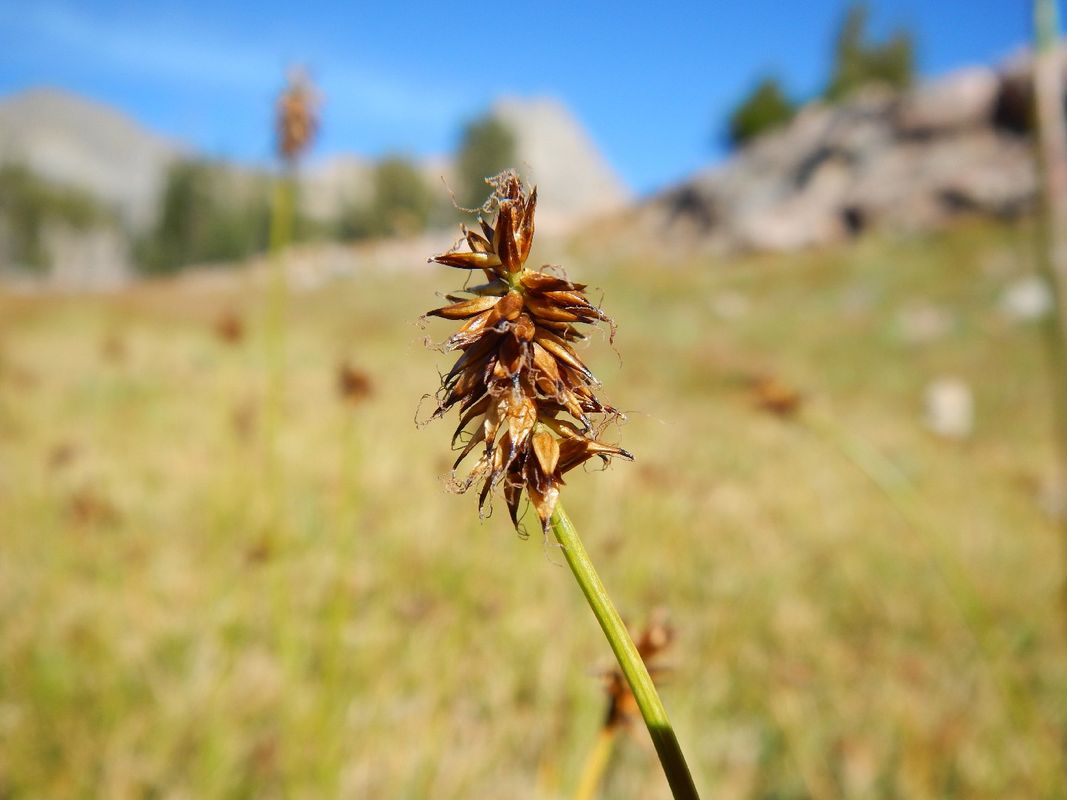 Discover the Key Benefits of Black alpine sedge for Your Garden and ...