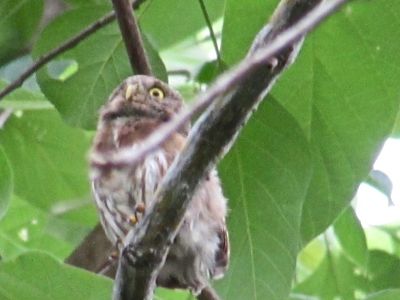 シラネアオイ属 (Glaucidium) - PictureThis