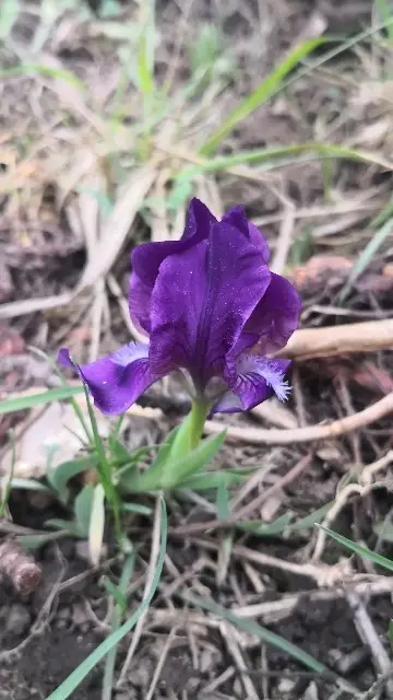 Iris des garrigues