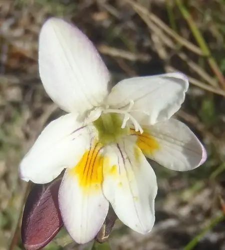 Freesia leichtlinii subsp. alba
