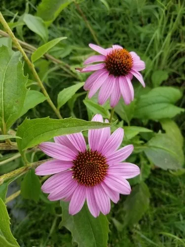 エキナセア属 (Echinacea) - PictureThis