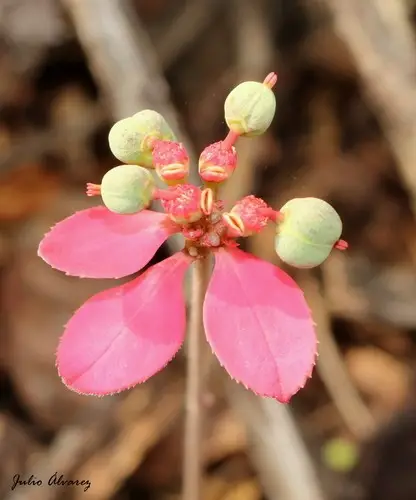 Euphorbia strigosa
