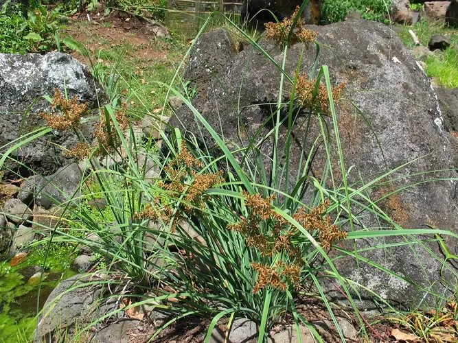 Javanese flatsedge (Cyperus javanicus) Flower, Leaf, Care, Uses ...
