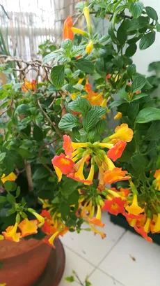 How to Grow and Care for Marmalade bush