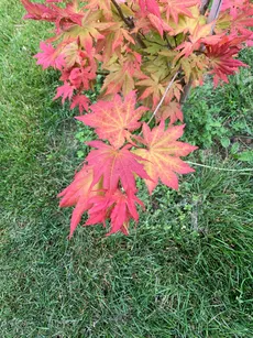 小羽団扇楓（コハウチワカエデ）【現品発送】管理60523 【公式通販】