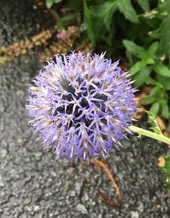 紫陽花と瑠璃玉あざみリース 夏のお花瑠璃玉アザミと紫陽花の涼しげなハーフリース。ドライフラワー