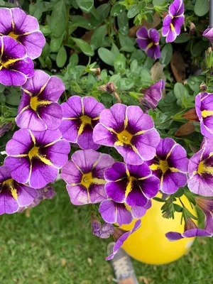 Million bell 'Superbells Evening Star' (Calibrachoa hybrid