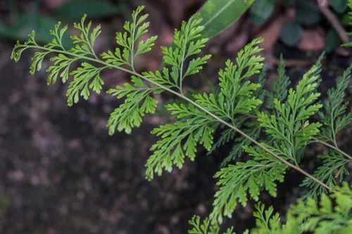 ホラシノブ（洞忍） (Odontosoria chinensis) - PictureThis