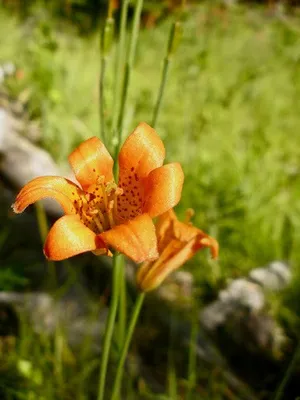How to Grow and Care for Sierra tiger lily