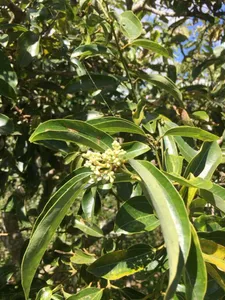 ¿Cómo se poda mi Cryptocarya chinensis?
