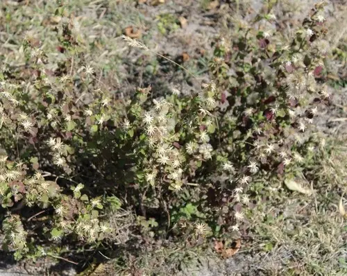 Brickellia veronicifolia PictureThis