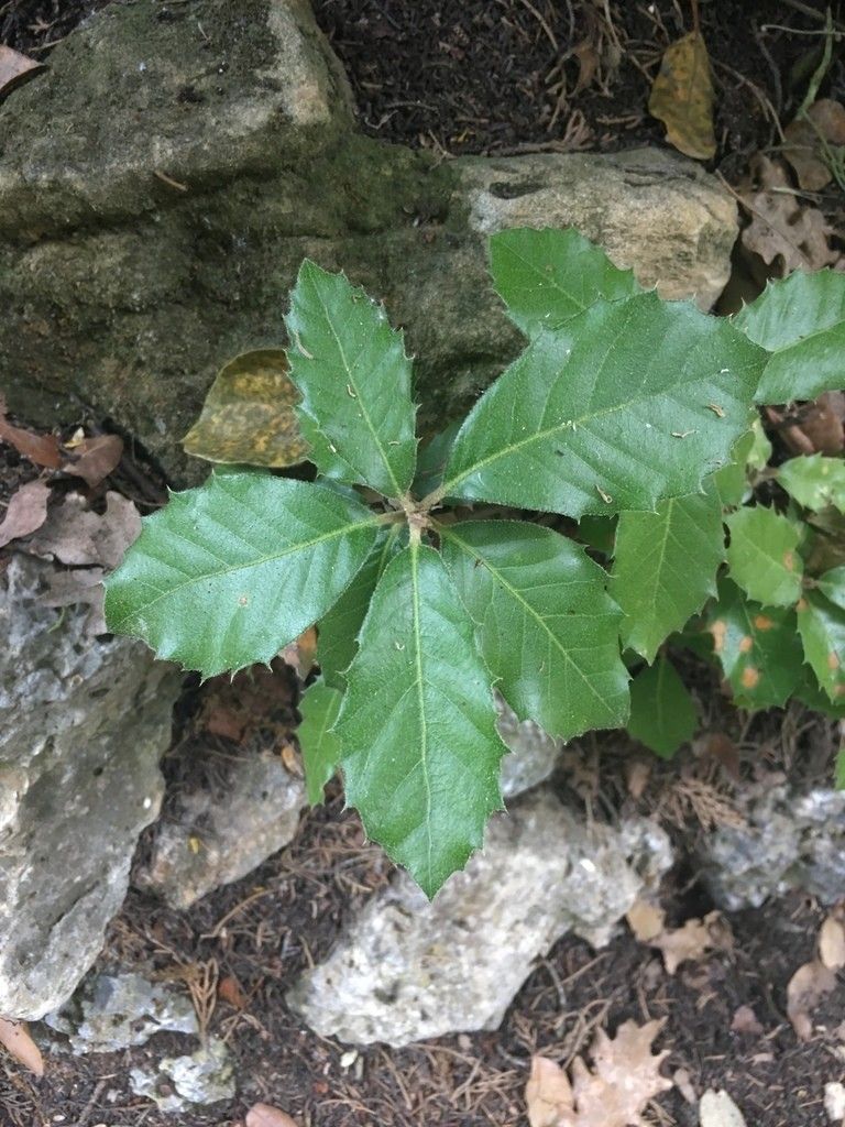 Is Evergreen Oak Poisonous is-evergreen-oak-poisonous