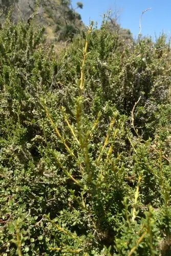 Arbusto margarita costero