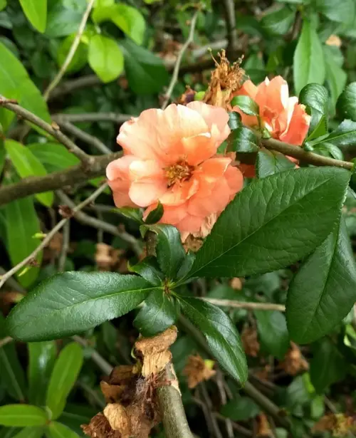 Flowering quince 'Cameo'