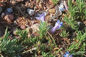 How to Transplant Mat penstemon? (Ideal time, Methods, and Post Care)