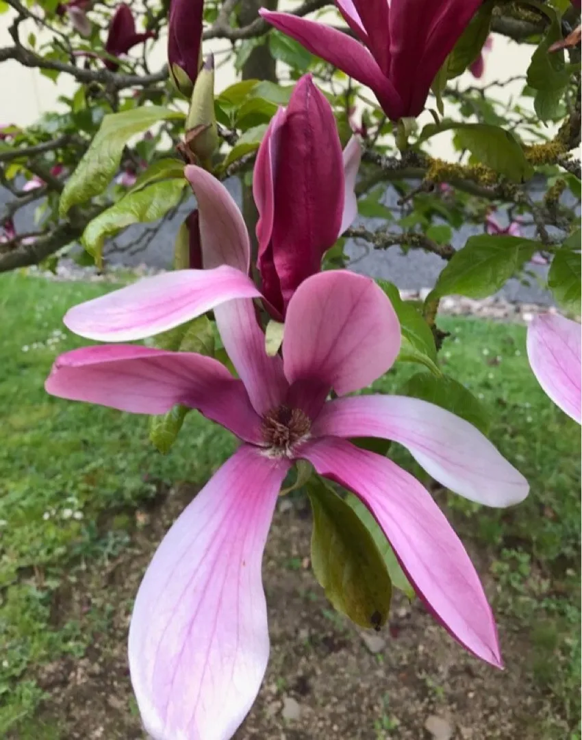 Como identificar Magnólia (Magnolia liliiflora)