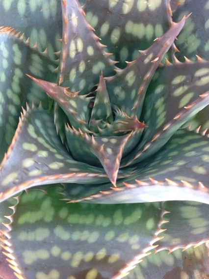 Ist Aloe maculata giftig?