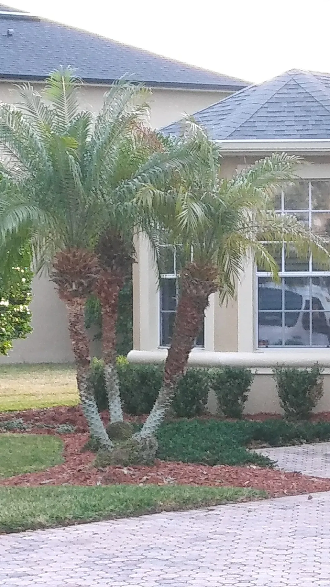 フェニックス・ロベレニーの判定方法 (Phoenix roebelenii) フェニックス・ロベレニーの判定方法 (Phoenix roebelenii)