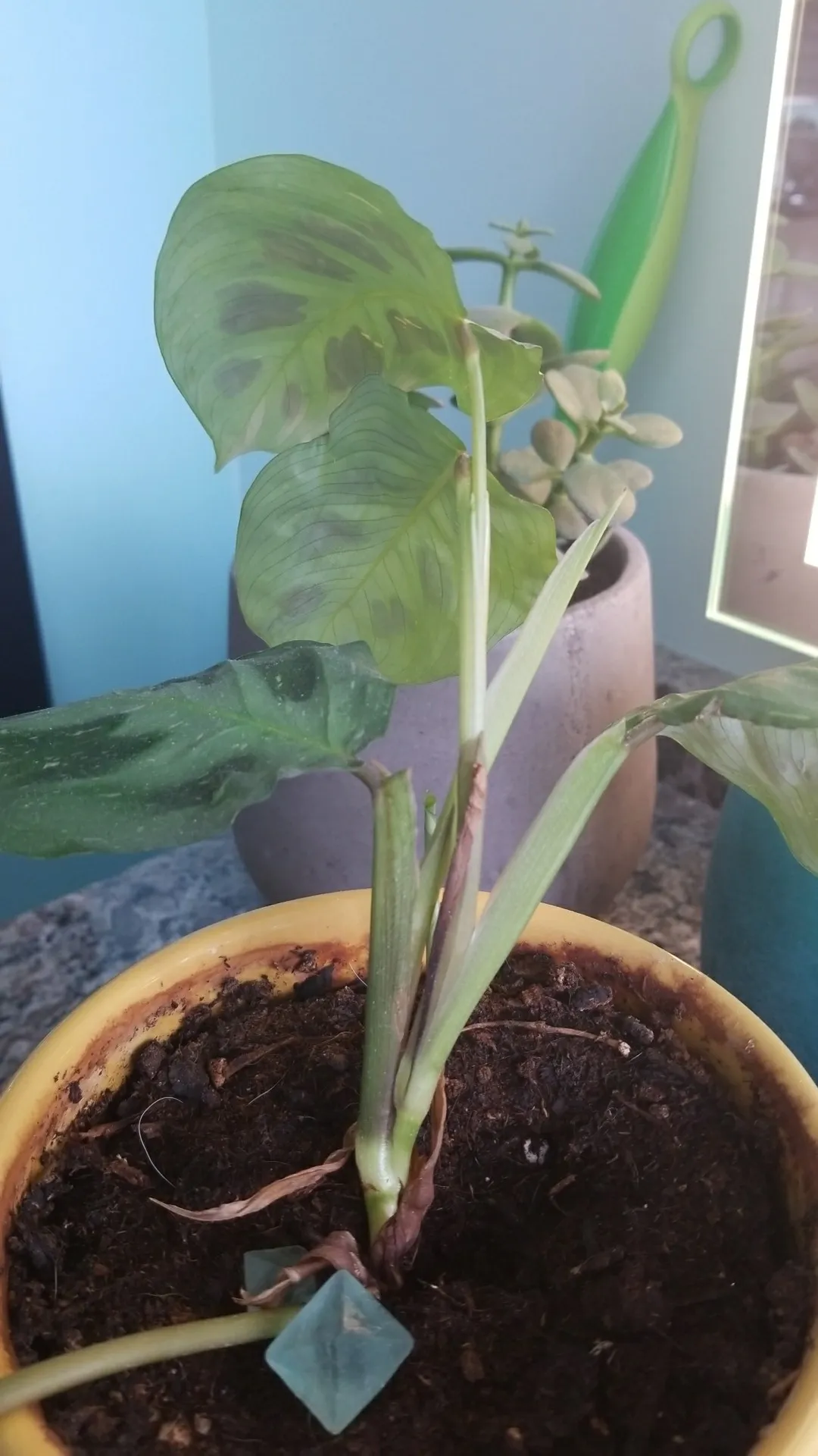 alocasia polly pink variegata Alocasia Polly Variegata Pot 6cm French Production  plantandstories
