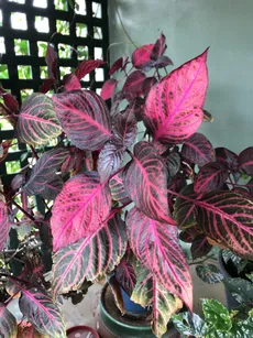 斑入り　マルバビユ（丸葉莧） 挿し木　枝　3本　観葉植物 斑入りマルバマンネングサ(斑入り丸葉万年草) 3号(1ポット) | チャーム