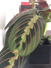 So identifizierst du Pfeilwurz (Maranta leuconeura)