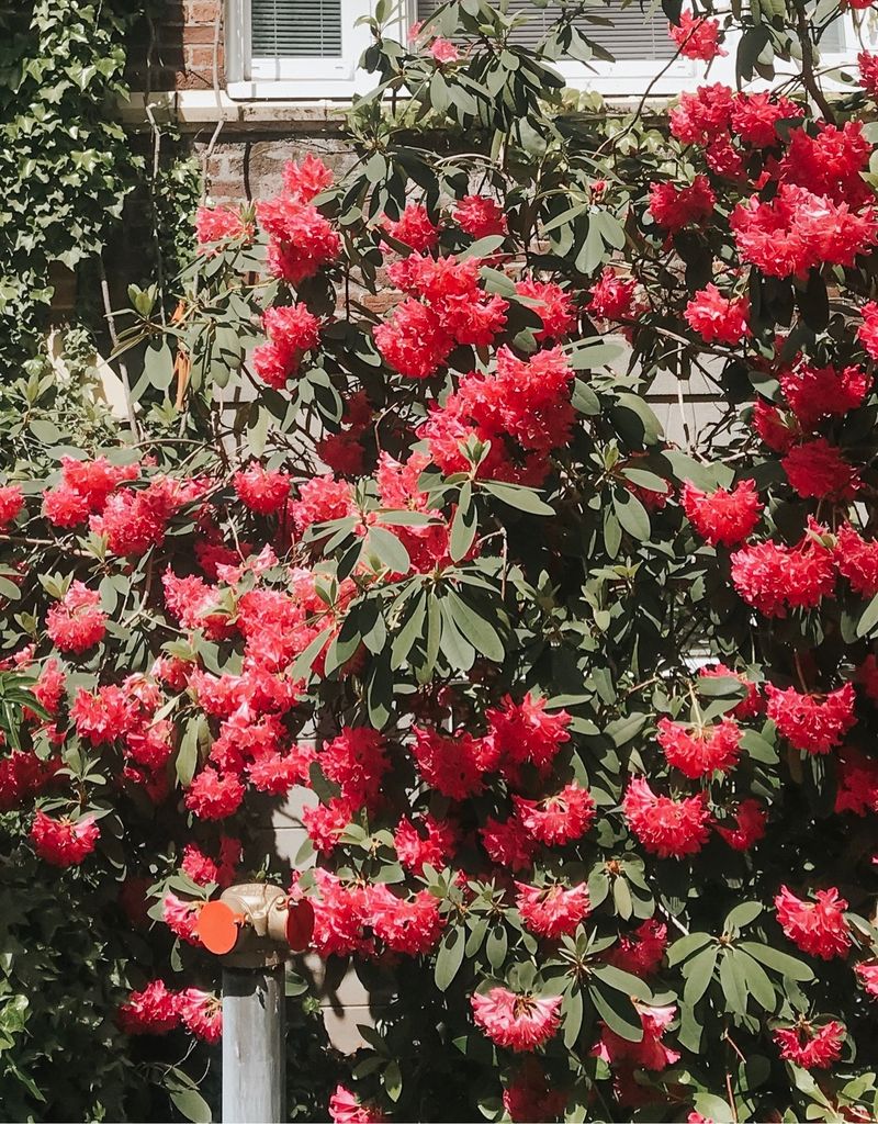 Exploring the Language and Meaning of Rhododendron Flowers