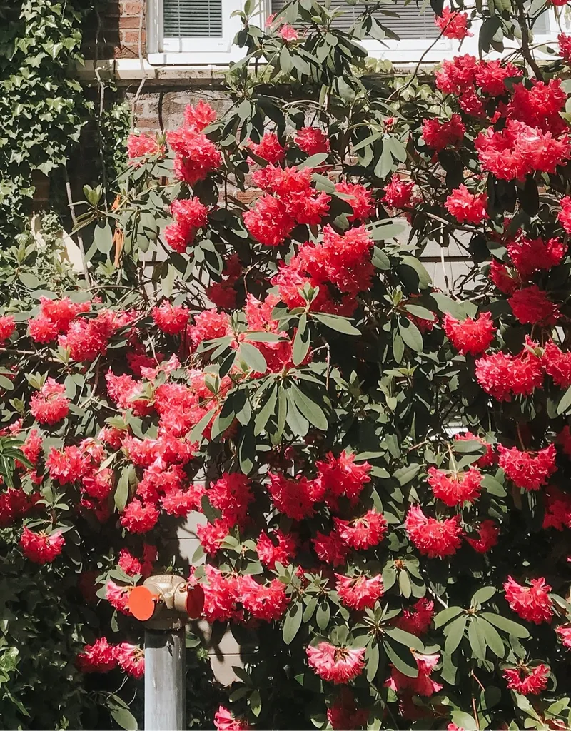 Exploring the Language and Meaning of Rhododendron Flowers