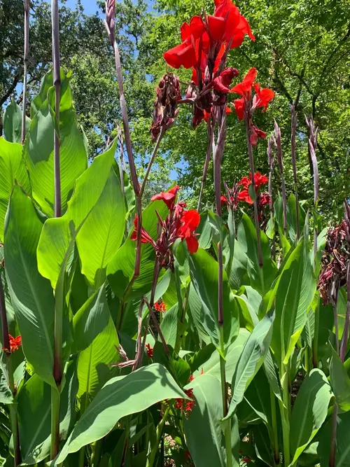 Canna lilies 'Brilliant'