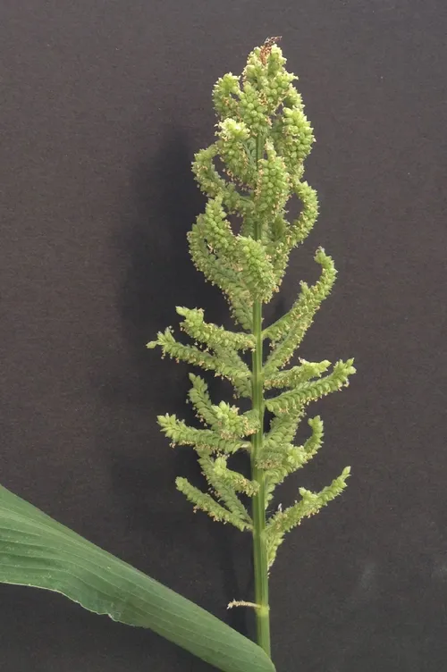 Gierst japanse (Echinochloa frumentacea) - PictureThis