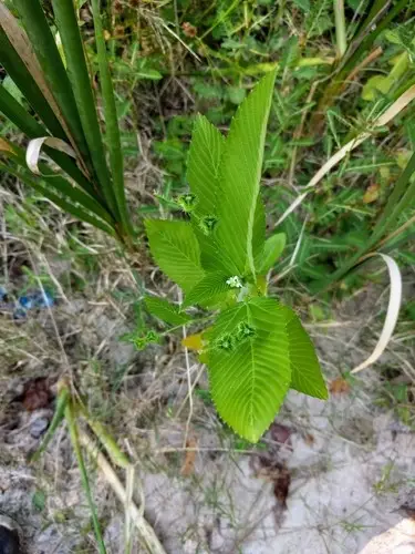 Caperonia palustris