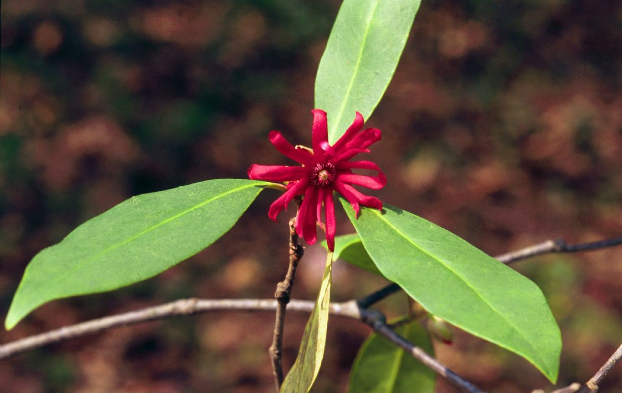 Badiane de la Floride est-il toxique