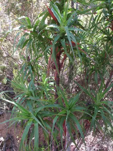 Richea dracophylla