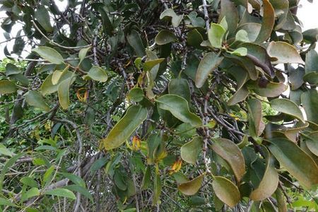 How to Grow and Care for Long-flower mistletoe