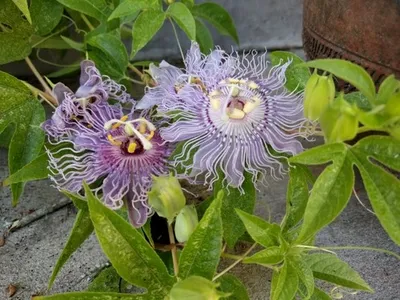 Wie man Passionsblume anbaut und pflegt