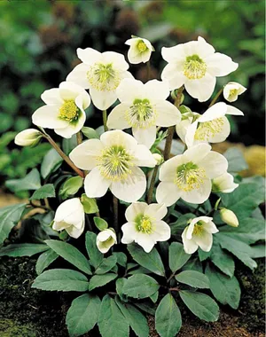 elho planters Elho main image 1