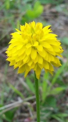 Yellow milkwort (Polygala rugelii) - PictureThis